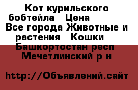 Кот курильского бобтейла › Цена ­ 5 000 - Все города Животные и растения » Кошки   . Башкортостан респ.,Мечетлинский р-н